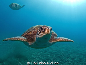 Green turtles, El Puertito, Tenerife. Olympus E330, 8mm f... by Christian Nielsen 